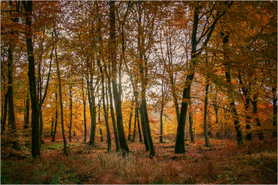 25 - Autumn Daybreak.jpg
