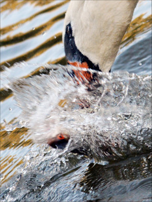 02 - Splash.JPG