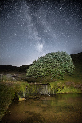 04 - Tree on the Sawdde River.JPG