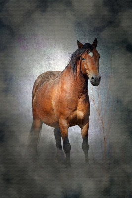 05 - Welsh Cob Pony.jpg