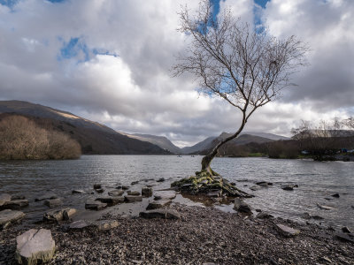 28 - Lone Tree-Llyn Padarn.jpg