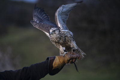30 - falcon.jpg