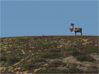 26 - Standing Proud - Colin Evans.jpg