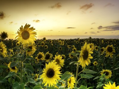 36 - Sunflower & Sunset - Ronnie Delavalle.jpeg