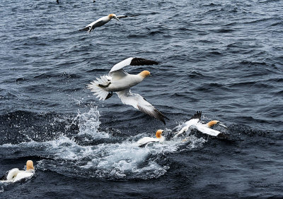 30 - Gannets Feeding Time.jpg