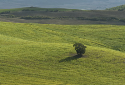 36 - self isolating tree.jpg