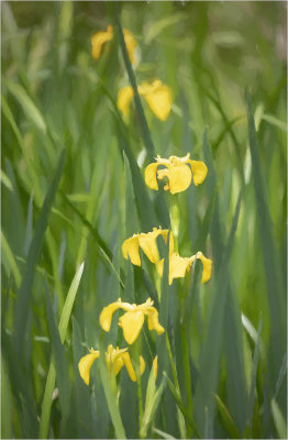 41 - Impressions of Irises.jpg