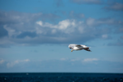 09 - Cruising on the wind.jpg