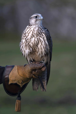 10 - Falcon in training.jpg