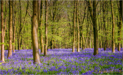 21 - Bluebell Glade.jpg