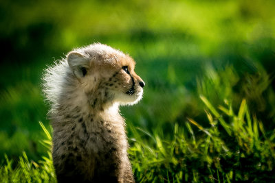 13 - Curious Cub