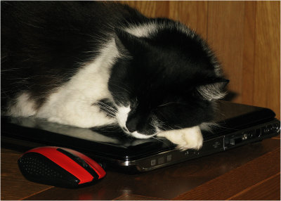 23 - Cat And Mouse