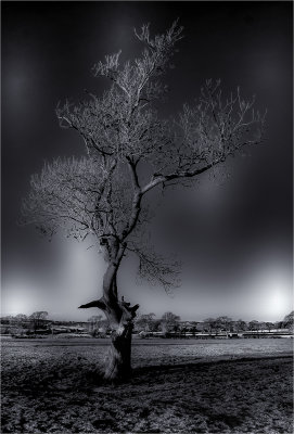 38 - Winter Tree Towy Valley