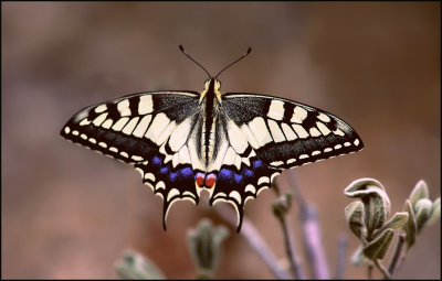 47 - Swallowtail Butterfly