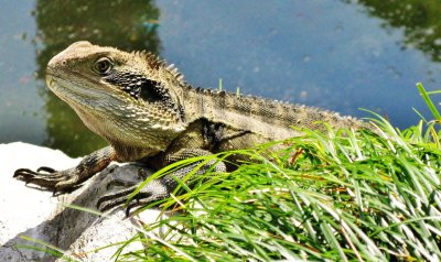 49 - Sunbathing - Bearded Dragon