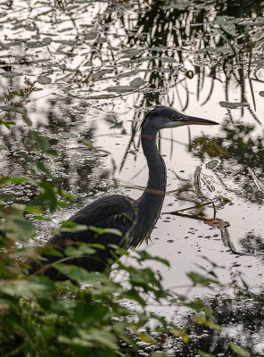 24 - Heron