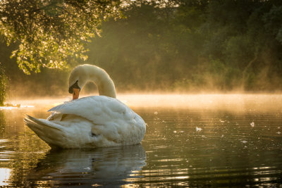 29 - Lone Swan Preening