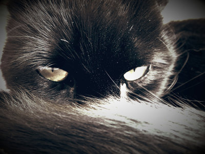 02 - Cats eyes