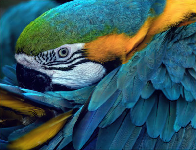 25 - Preening
