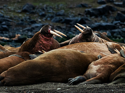 48 - Svalbad Walruses