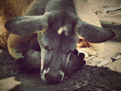 50 - Kangaroo Snooze