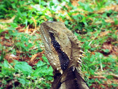 02 - Little Lizard