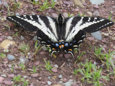 07 - Pale Swallowtail Zebra Butterfly