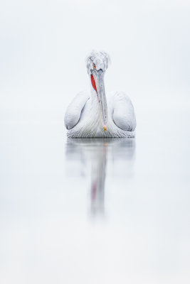 08 - The-Pelican