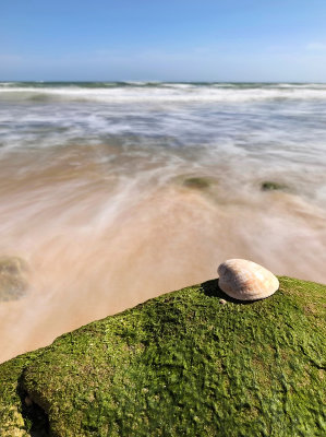 31 - Sea Shell
