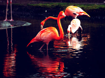 34 - Feathered Reflections