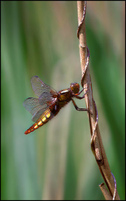 42 - Broad Bodied Chaser, Libellula depressa, Female..jpg