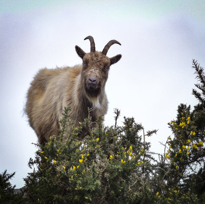 16 - Eye Goat You