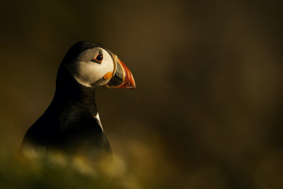 19 - Skomer Puffin