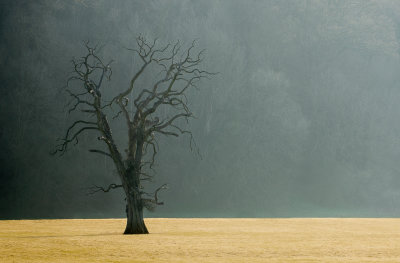 23 - Dead Tree, Llandeilo