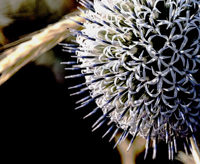 33 - Turkish Seed Head