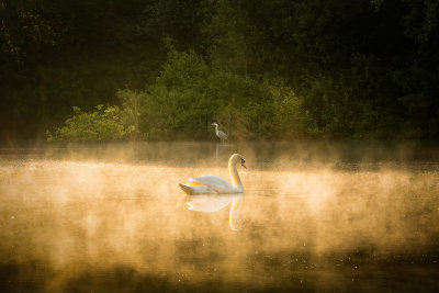 37 - The Heron and the Swan