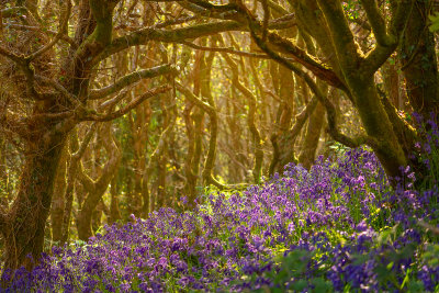06 - Bluebell Scene