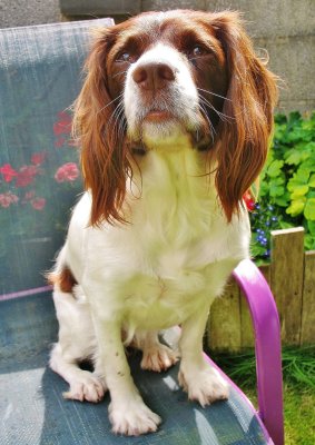 34 - Portrait of Coco