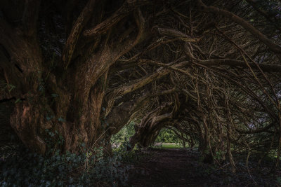 43 - Yew tunnel Aberglasney