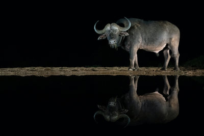 15 - cape-buffalo