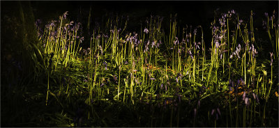 19 - Blue Bells in Evening light
