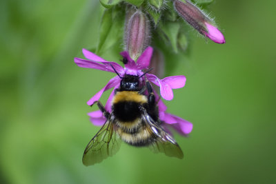 36 - Little Busy Bee