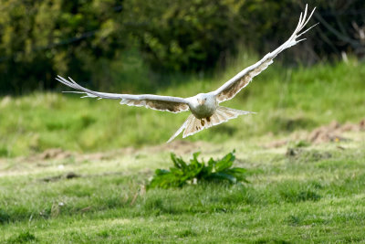 41 - white-kite