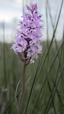 05 - Beauty in the grass