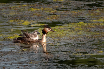 12 - Hitching a ride