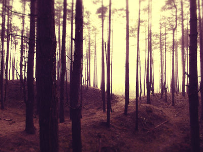 26 - Trees of Time