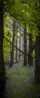 37 - woodland mystery