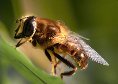 10 - Black Eyed Bees