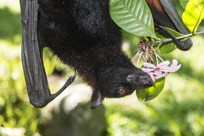13 - A Fruit Bat searching for nectar, Java