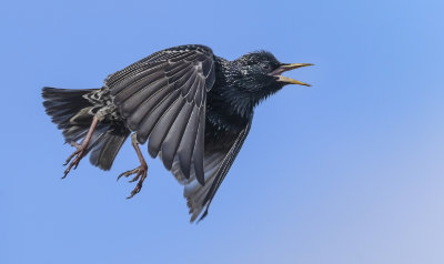 17 - Startled Starling